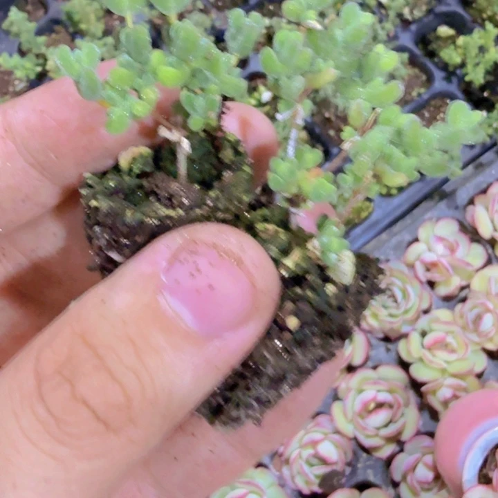 穴盘莱斯枝干五颗一组
