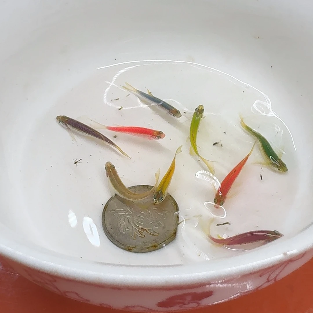 斑马鱼2组包邮2-3cm豹纹蝶翼斑马10条