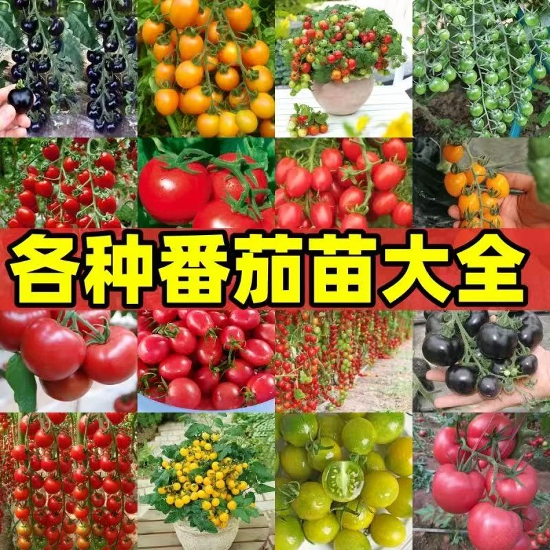 各种番茄苗大红番茄大粉番茄草莓番茄红圣女黄圣女黑珍珠番茄种苗