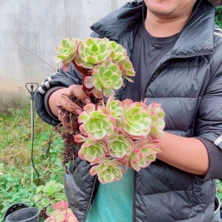 小颗七彩石两颗多肉法师