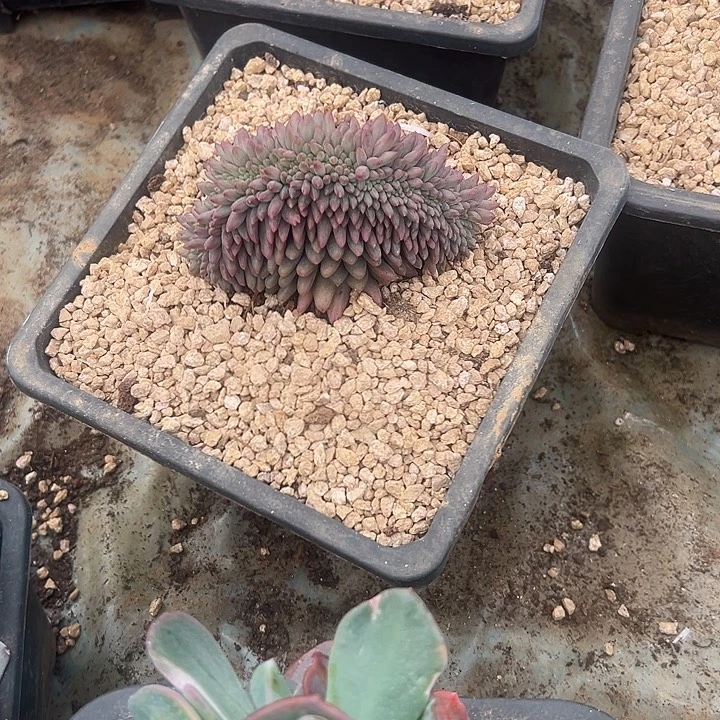 波***G多肉植物实物直播实物25