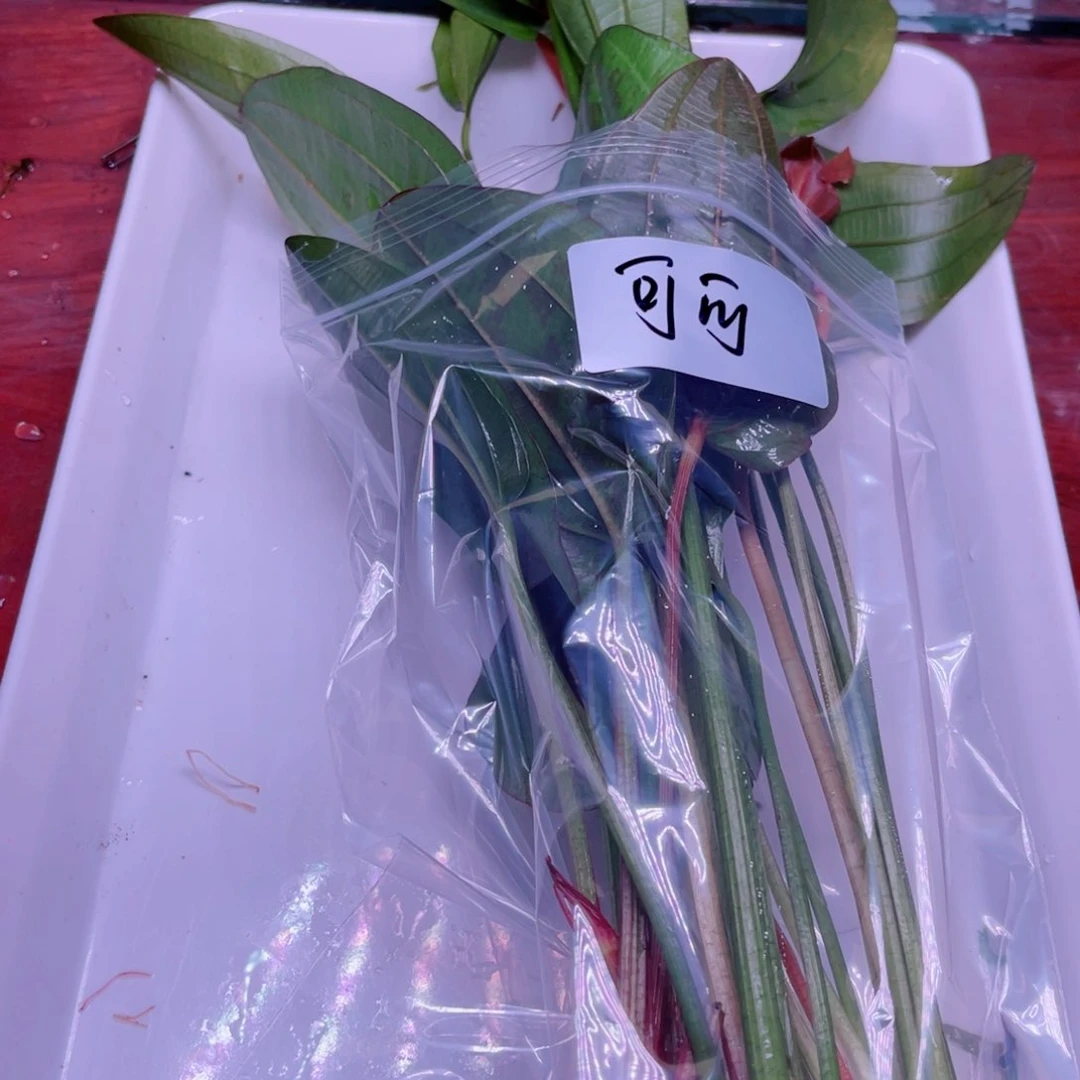 可***可美小呆精品水草套餐