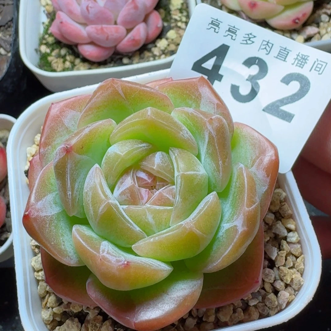 黄体珍妮            精美多肉植物
