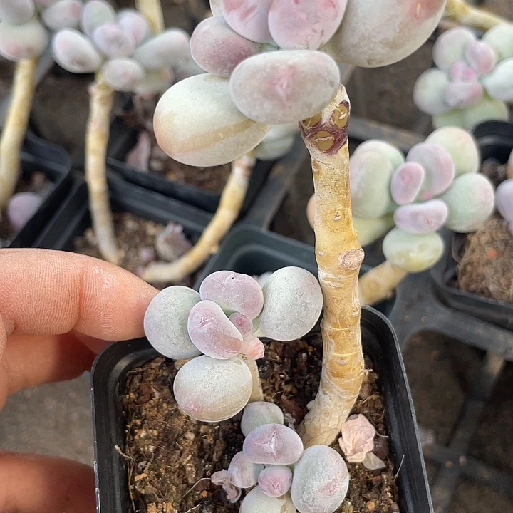 一物一拍满18包邮