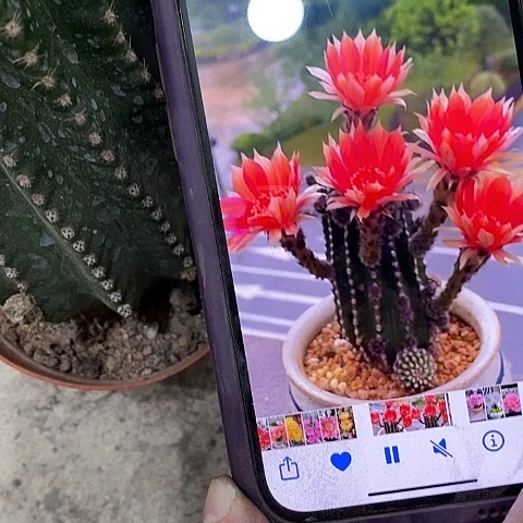 红金刚仙人球，25890
