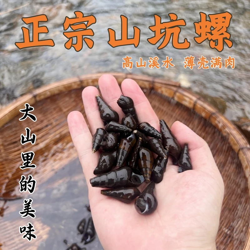 山坑螺广东河源本地冷水石螺神仙螺淡水螺鲜活顺丰发货