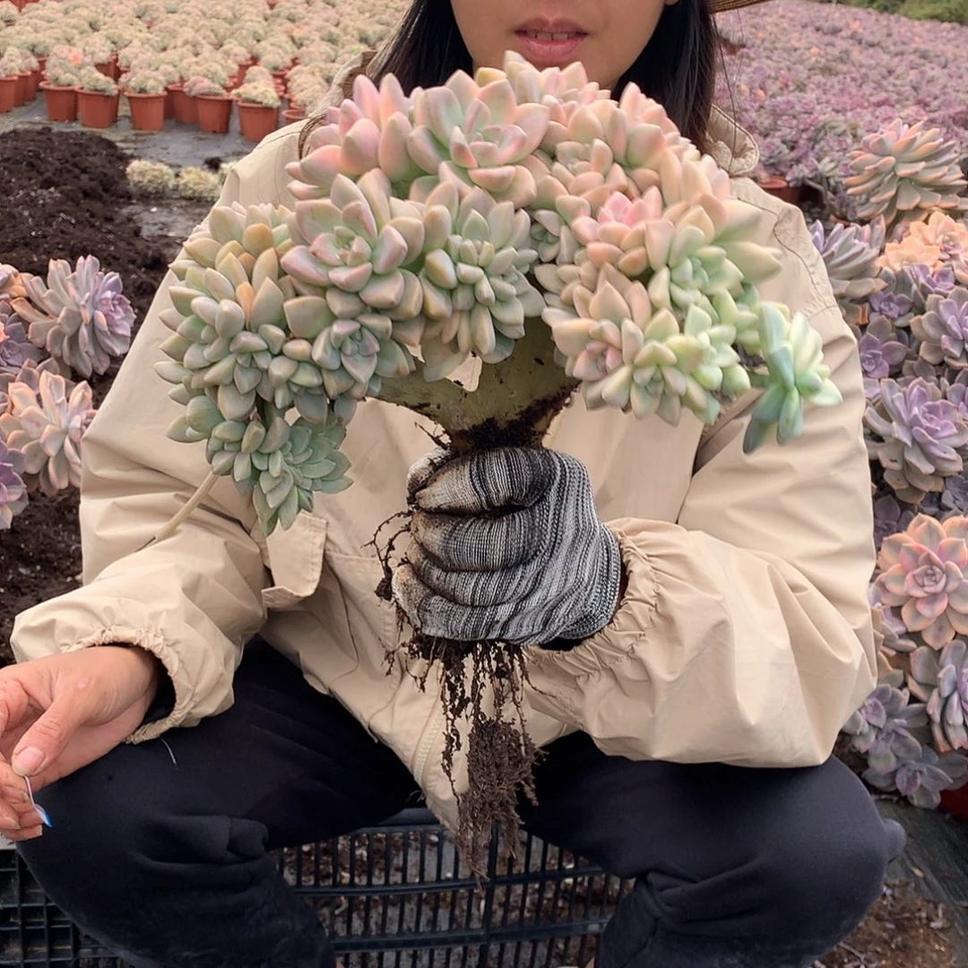 98 淡雪锦朵朵缀 一物一拍