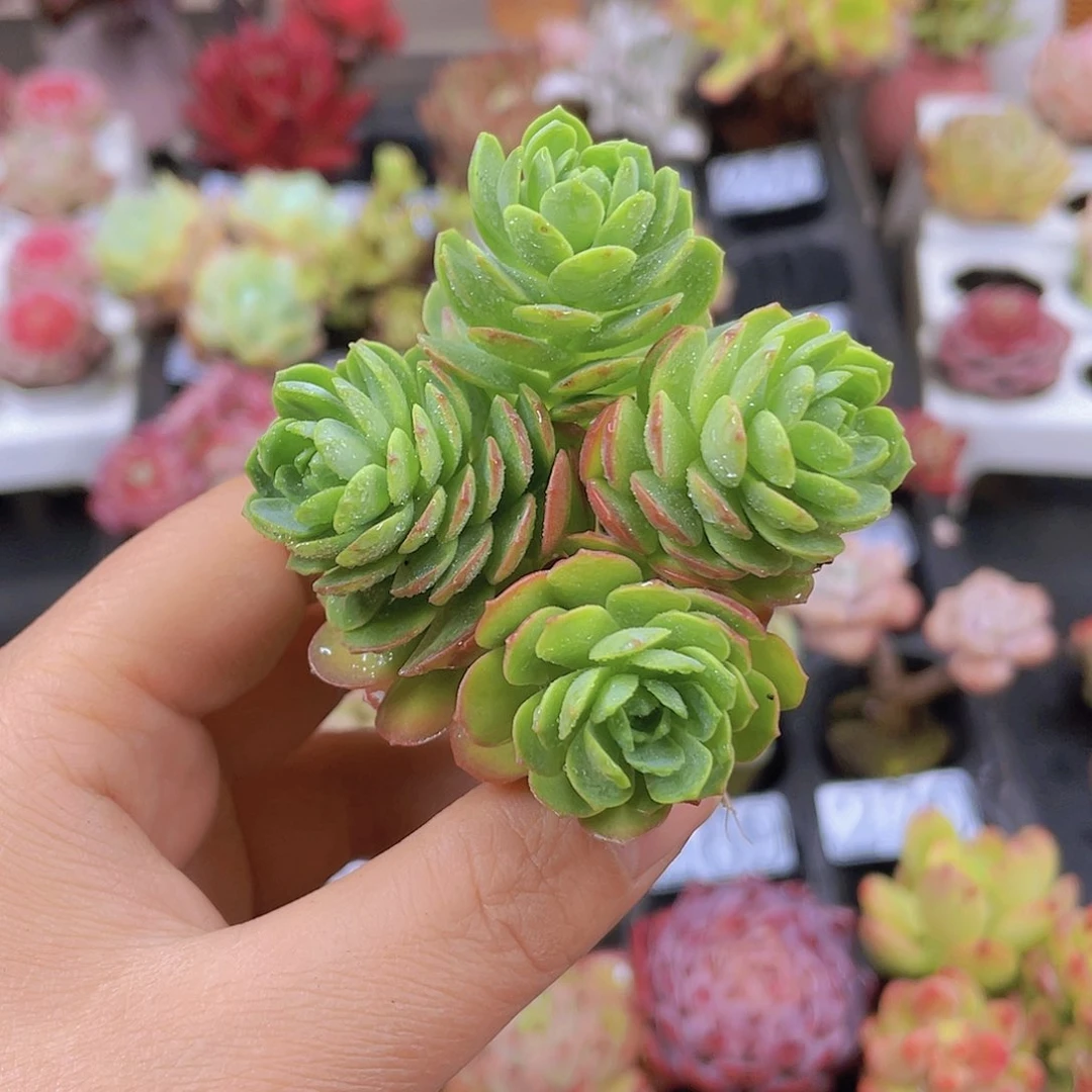 多肉无土栽培多肉植物