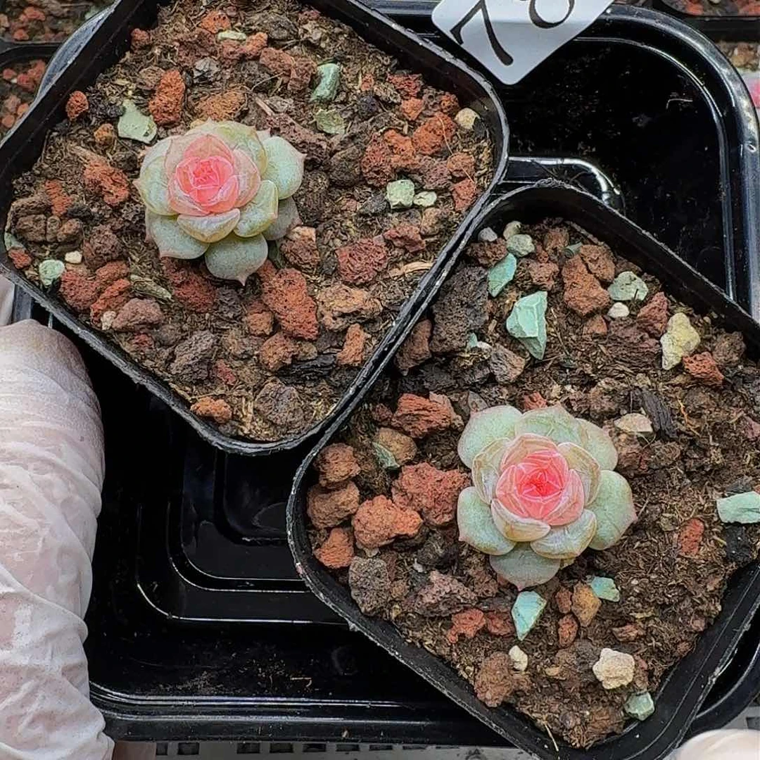 多肉植物多肉植物788
