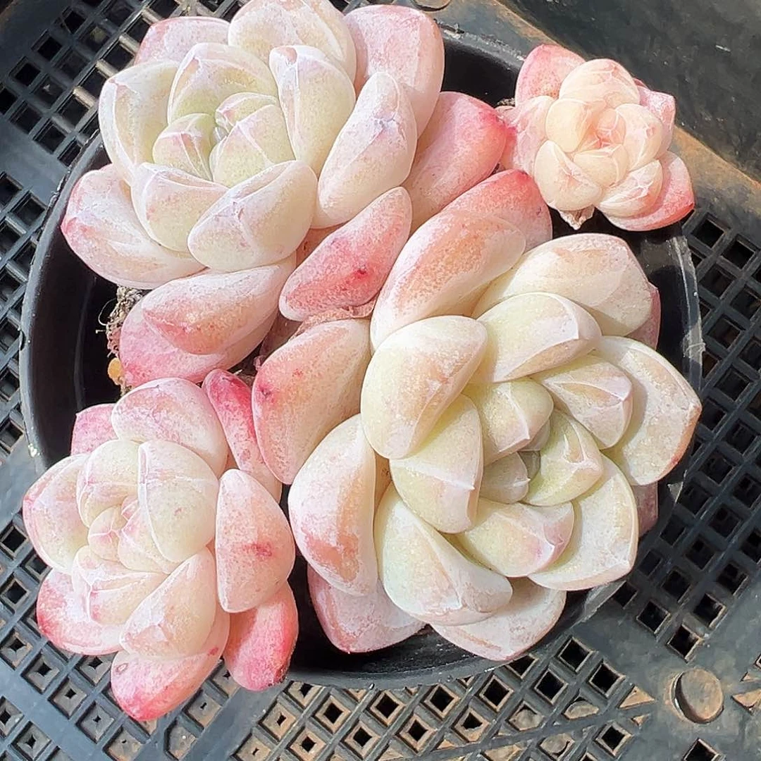 冰玉群生大群生多肉