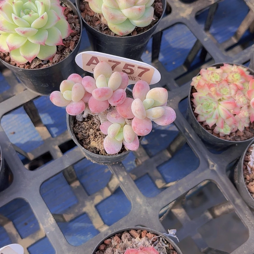 酒***?A757洛神一物一拍