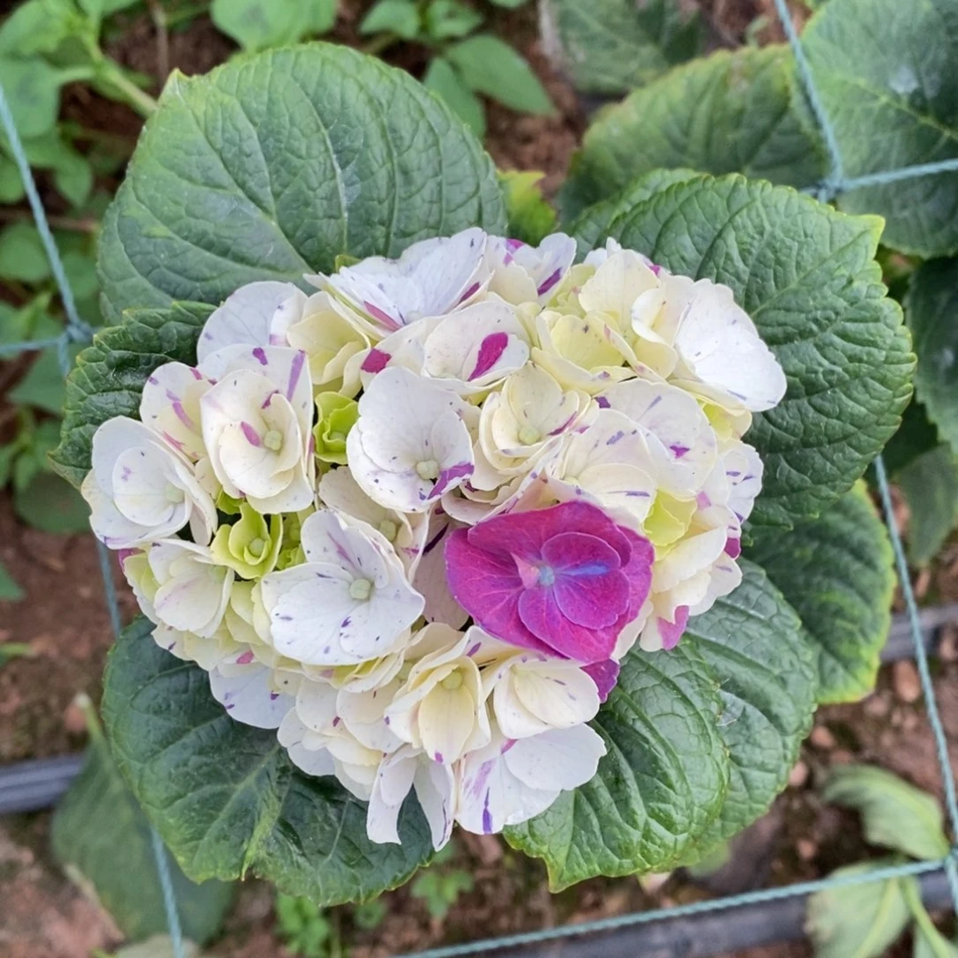 加购667号绣球/有色差介意勿拍（3单冷链包邮偏远补运费发德邦空运