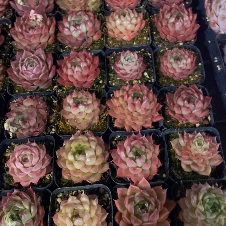 146多肉植物保护研究所所长助理