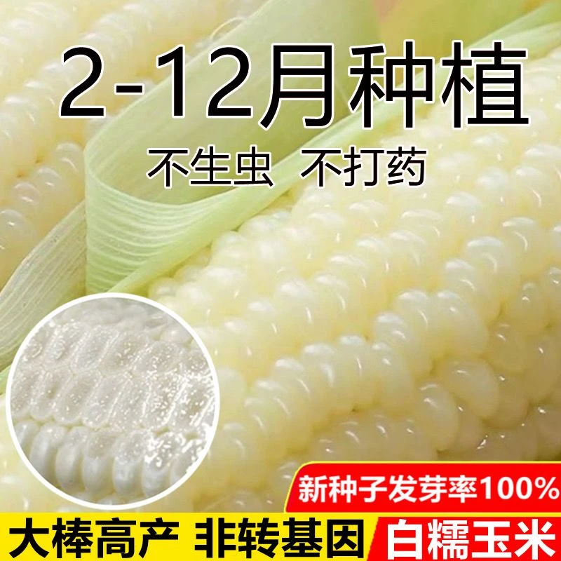 白甜糯玉米种子矮杆大棒玉米种子大田高产超甜杂交国审季春季爆品