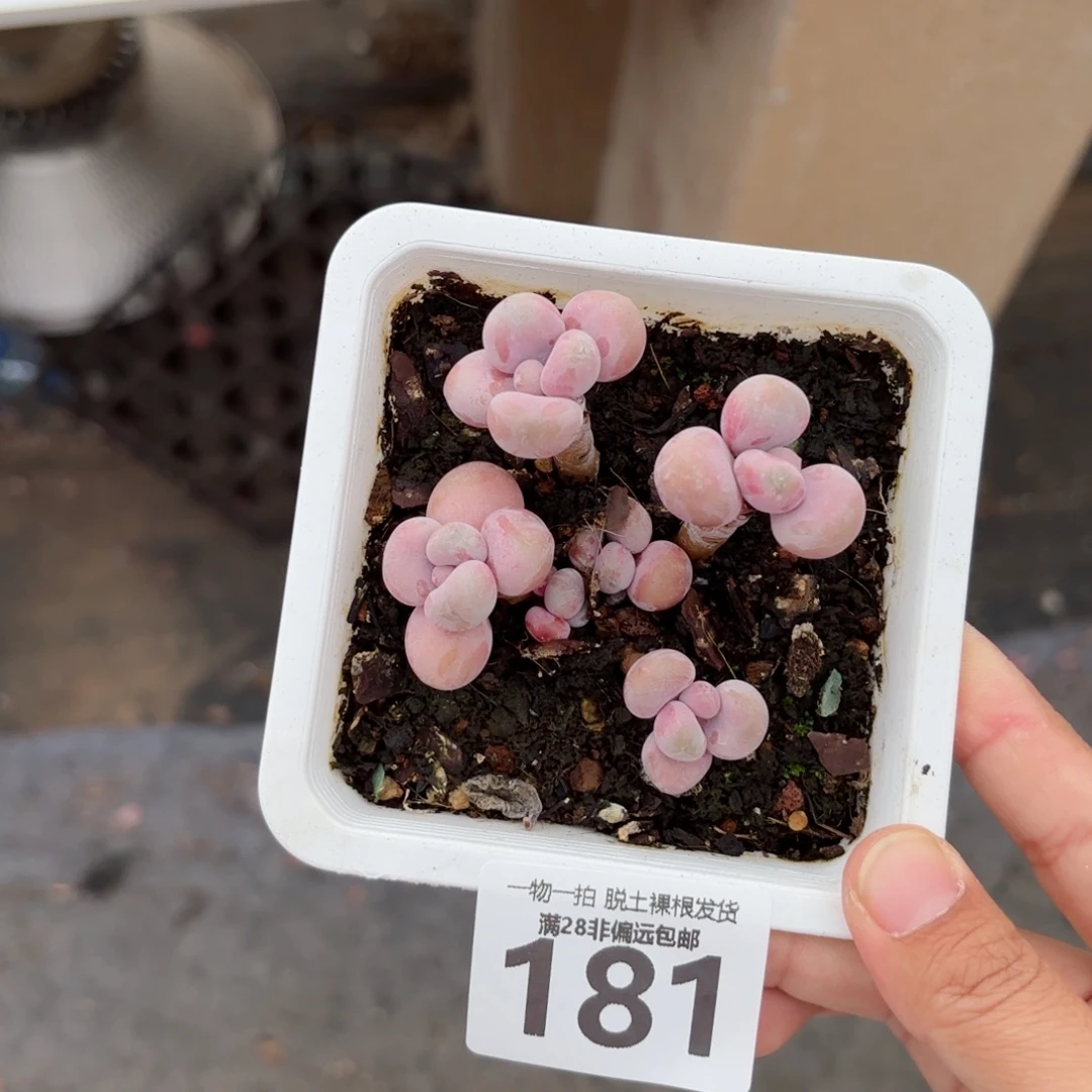 桃蛋老桩无盆土发货