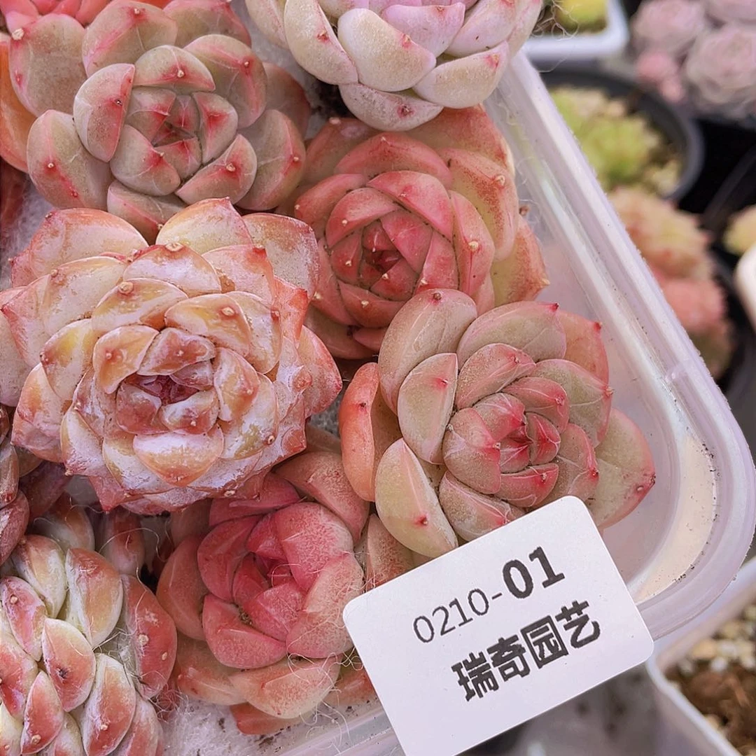 00000000000001量拍