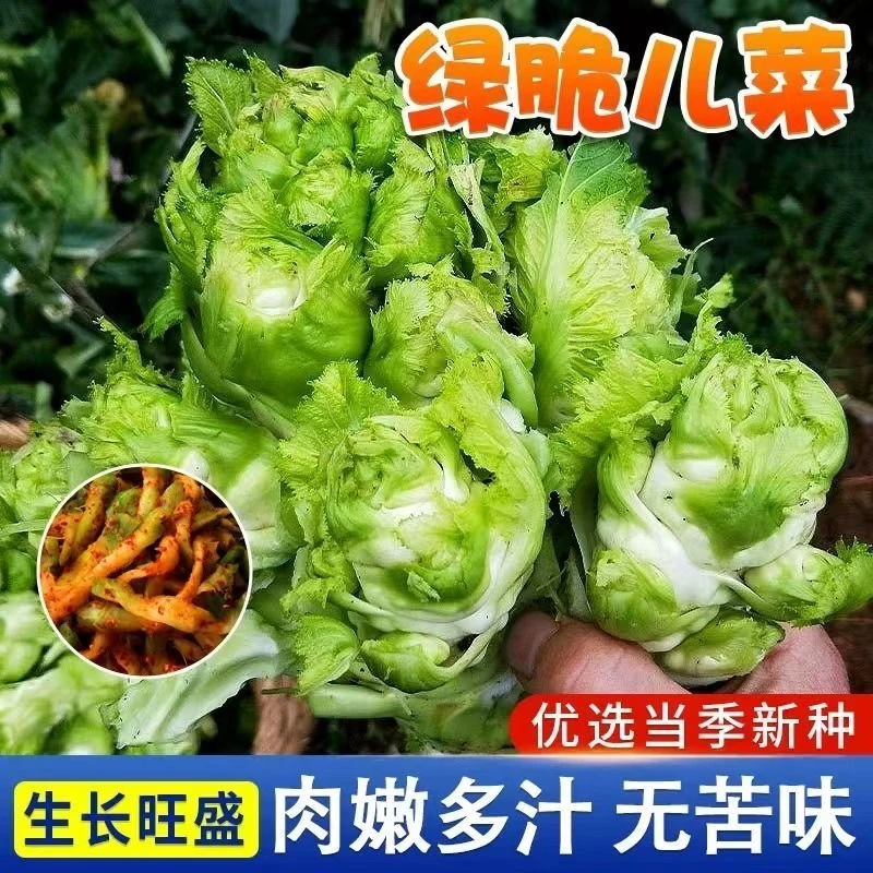 正宗四川儿菜种子早熟抱子芥娃娃菜胖儿子菜冬秋季盆栽庭院蔬菜子