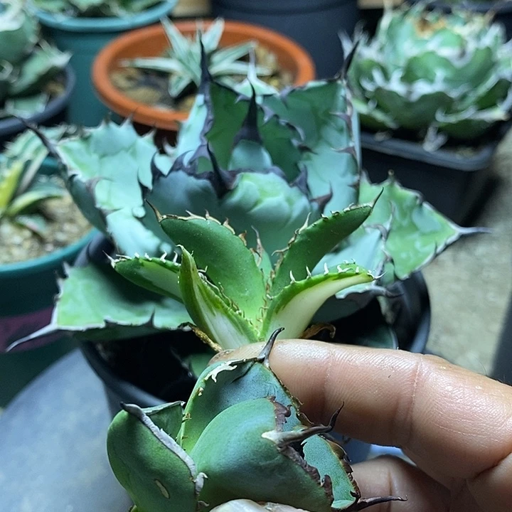 热****蓝鲸。          一个