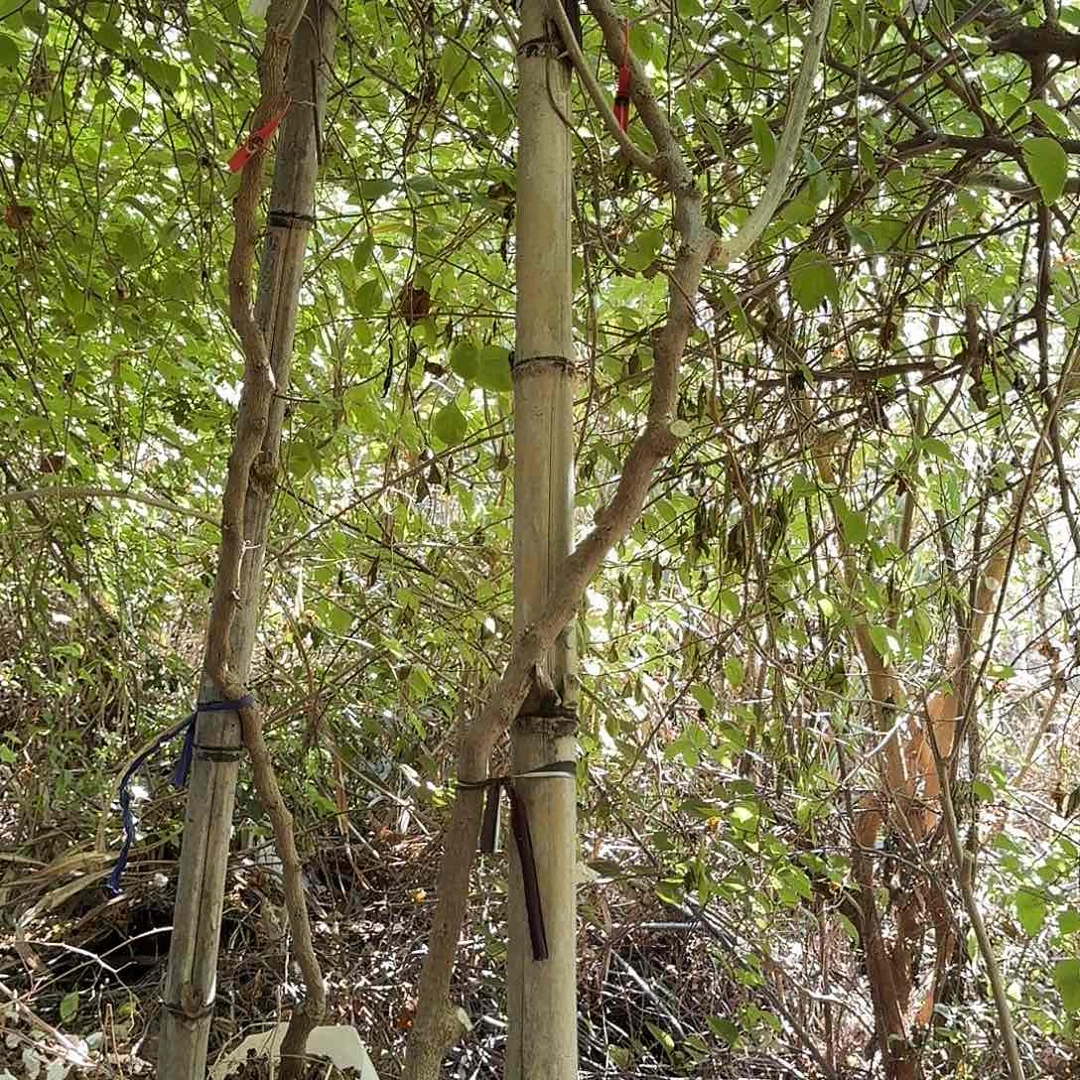 中国大陆12345678