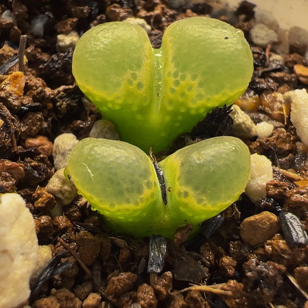 621多肉植物种类和