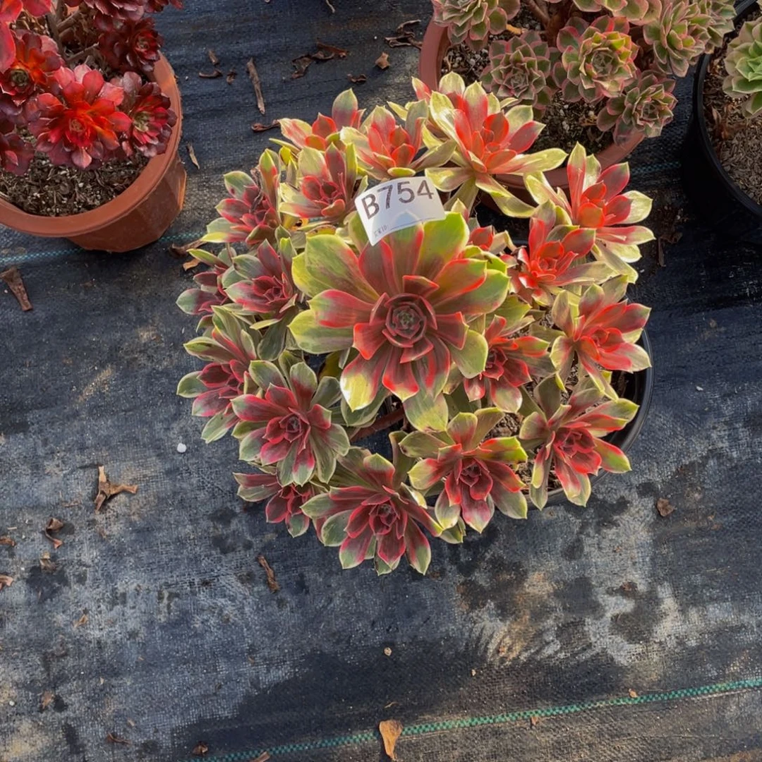 幻纱多肉。    754