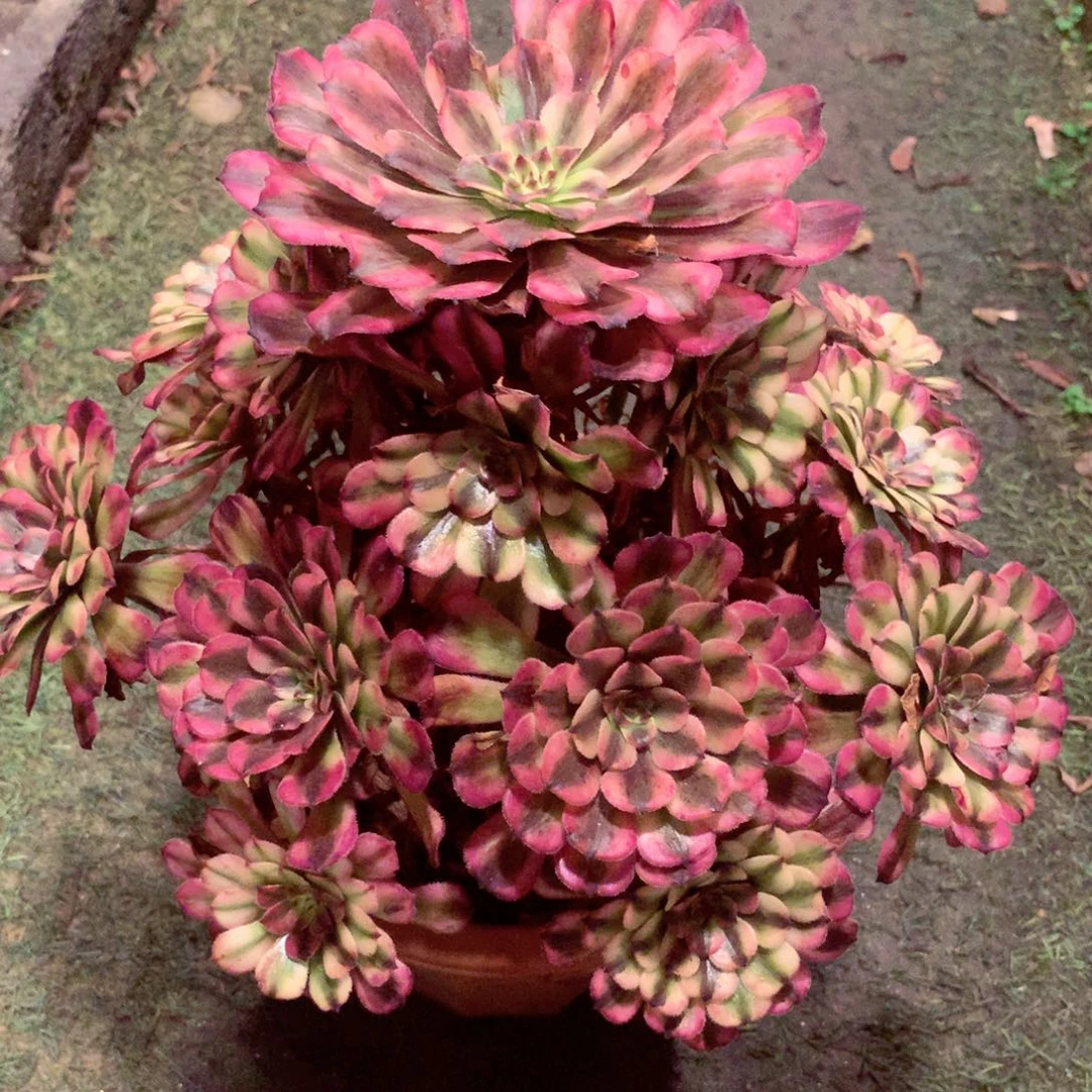 颜如玉，多肉植物的