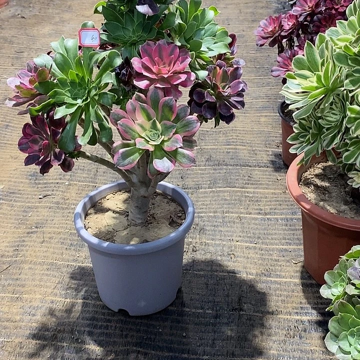 40，嫁接多品种多肉法师