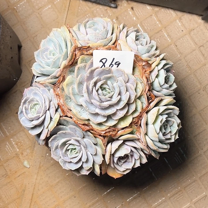 ?***怪869////////////