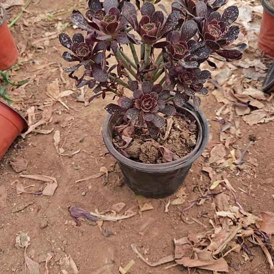 无花朵原叶法师加急发货4