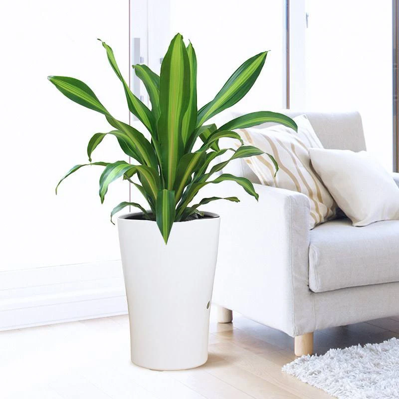 金边巴西铁 也门铁 香龙血树 ,绿植盆栽,室内花卉 观叶植物盆栽