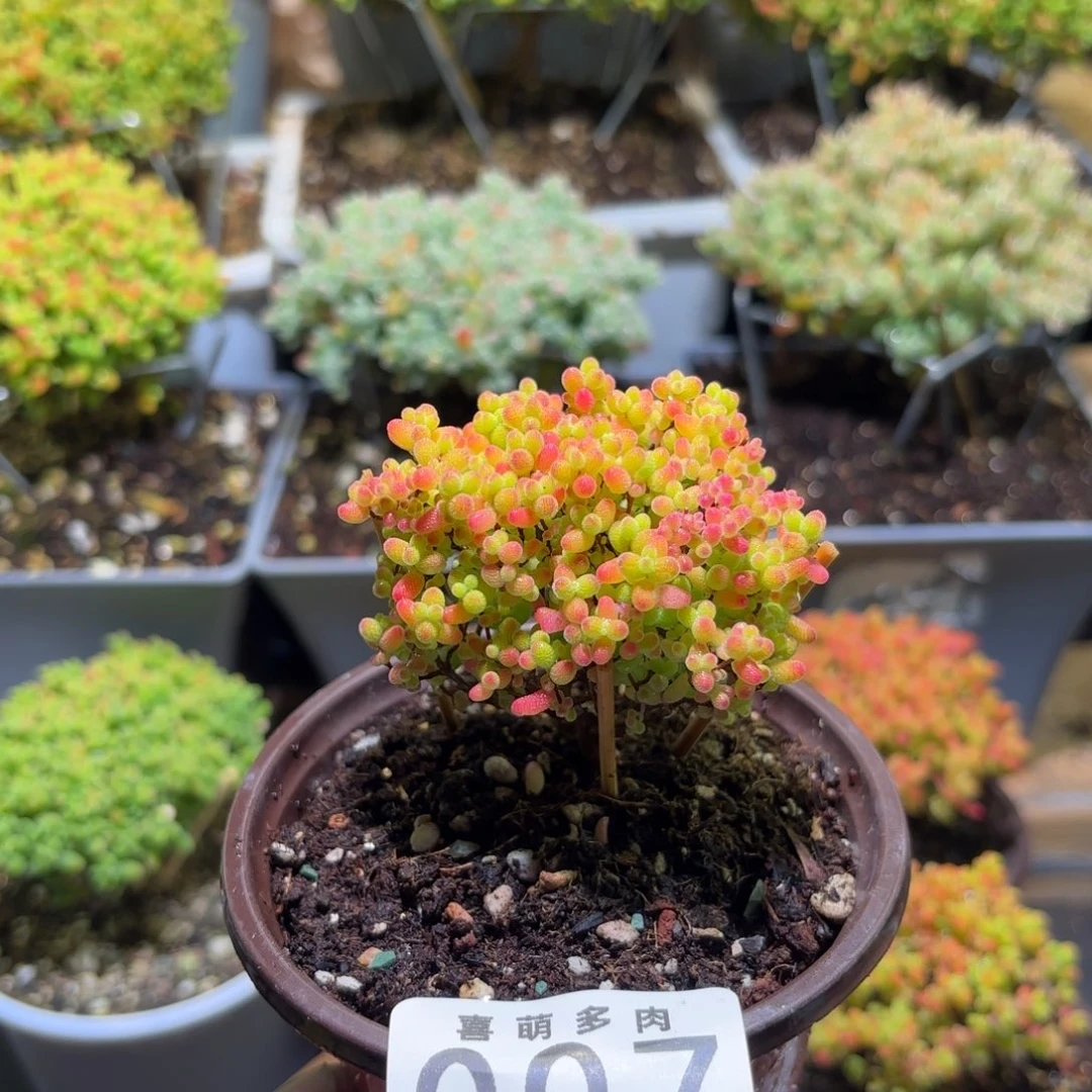 枝干番杏密橘糖球007