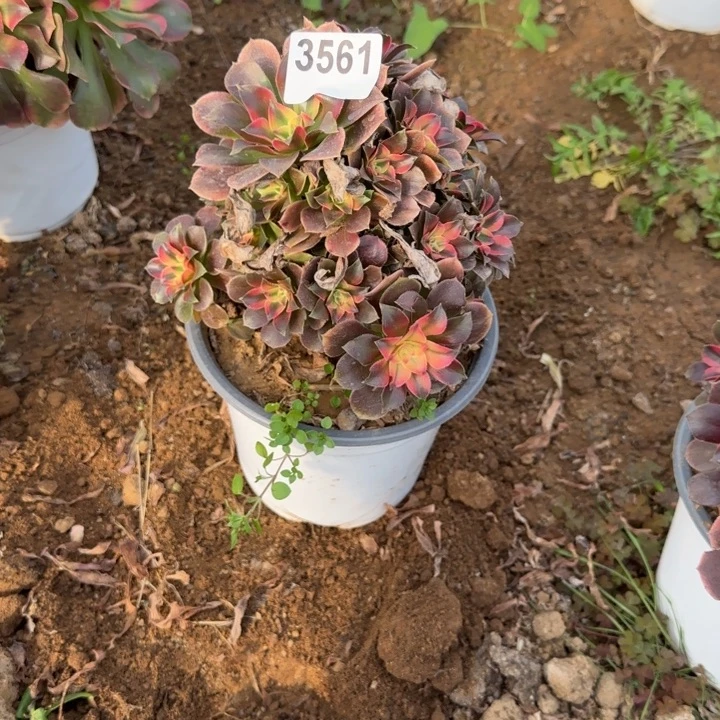 3561 清棚处理不包断枝