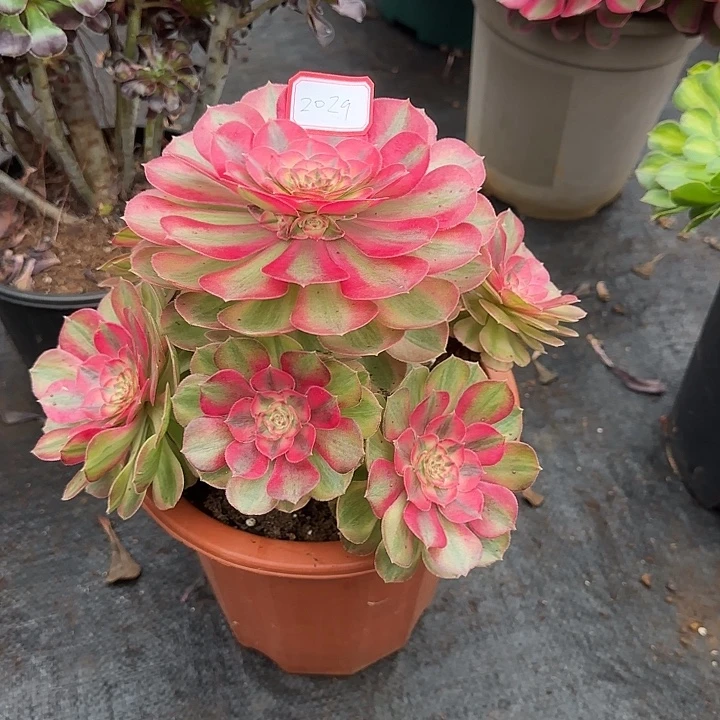 杨***姐精品多肉植物2029