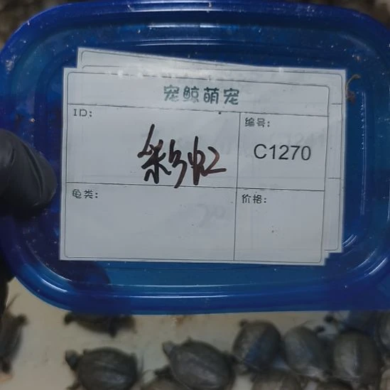彩***机不分公母绿毛龟种母一个