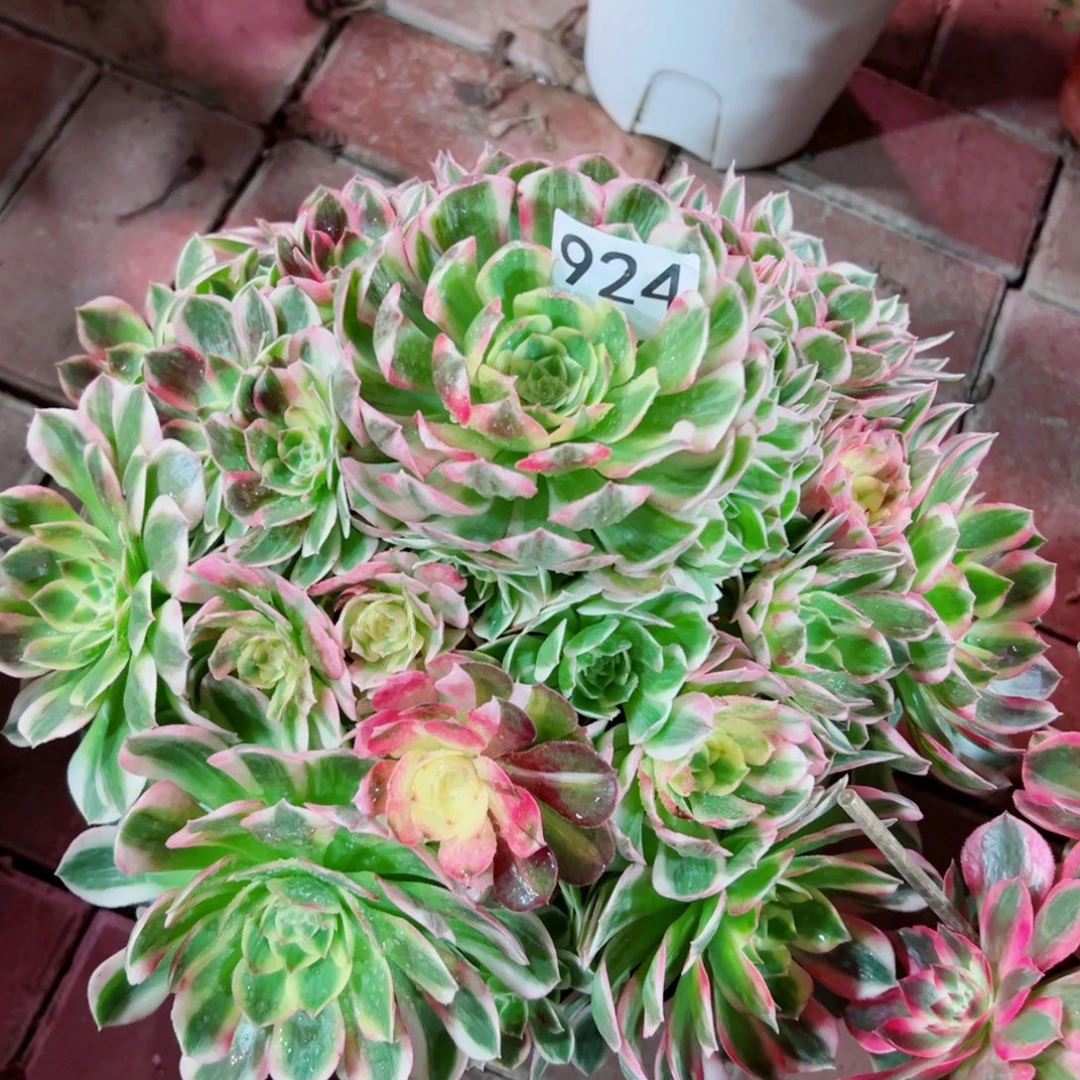 924海仙法师多肉植物