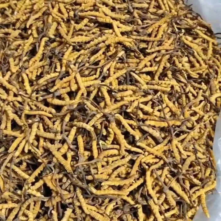 【冬虫夏草】精品小黄芽 实收现卖 滋补佳品 拒绝中间商 拒绝种植草