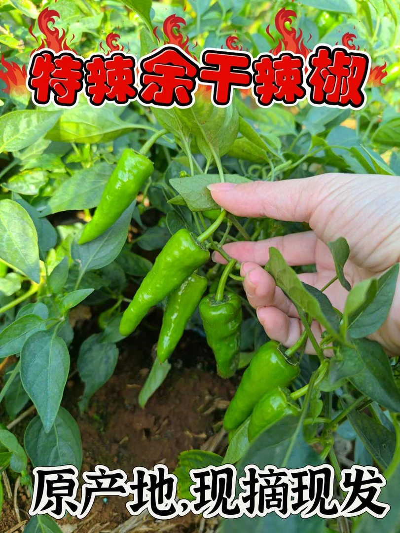 余干辣椒余干辣椒余干辣椒产地鲜新鲜蔬菜优质农产品特辣超辣辣椒
