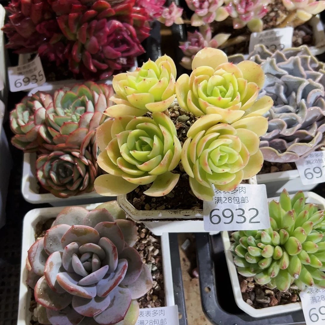 9号7**o我们的确是一6932