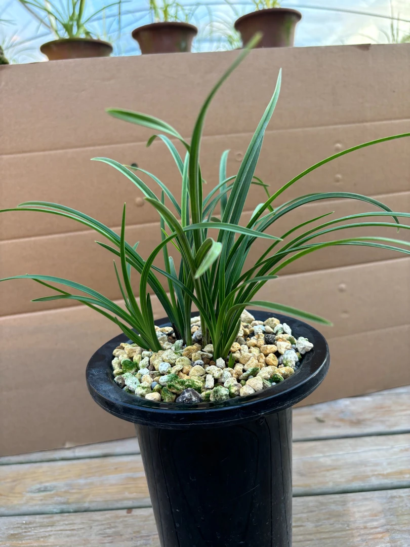 蕙兰双艺荷冯 等出艺