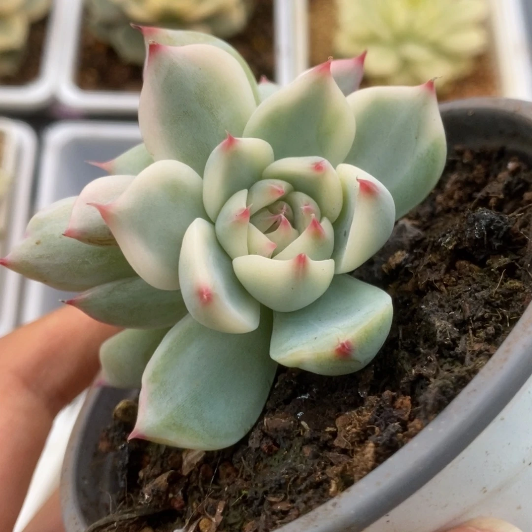 551锦锦锦锦锦锦锦锦锦