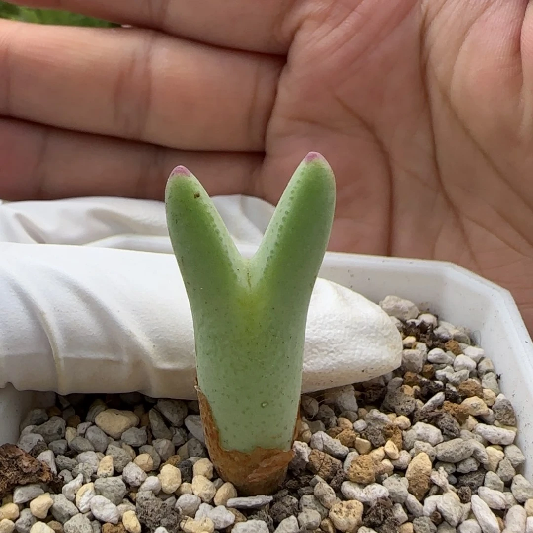 6-20-7-2当天满38包邮皮卡丘脱土