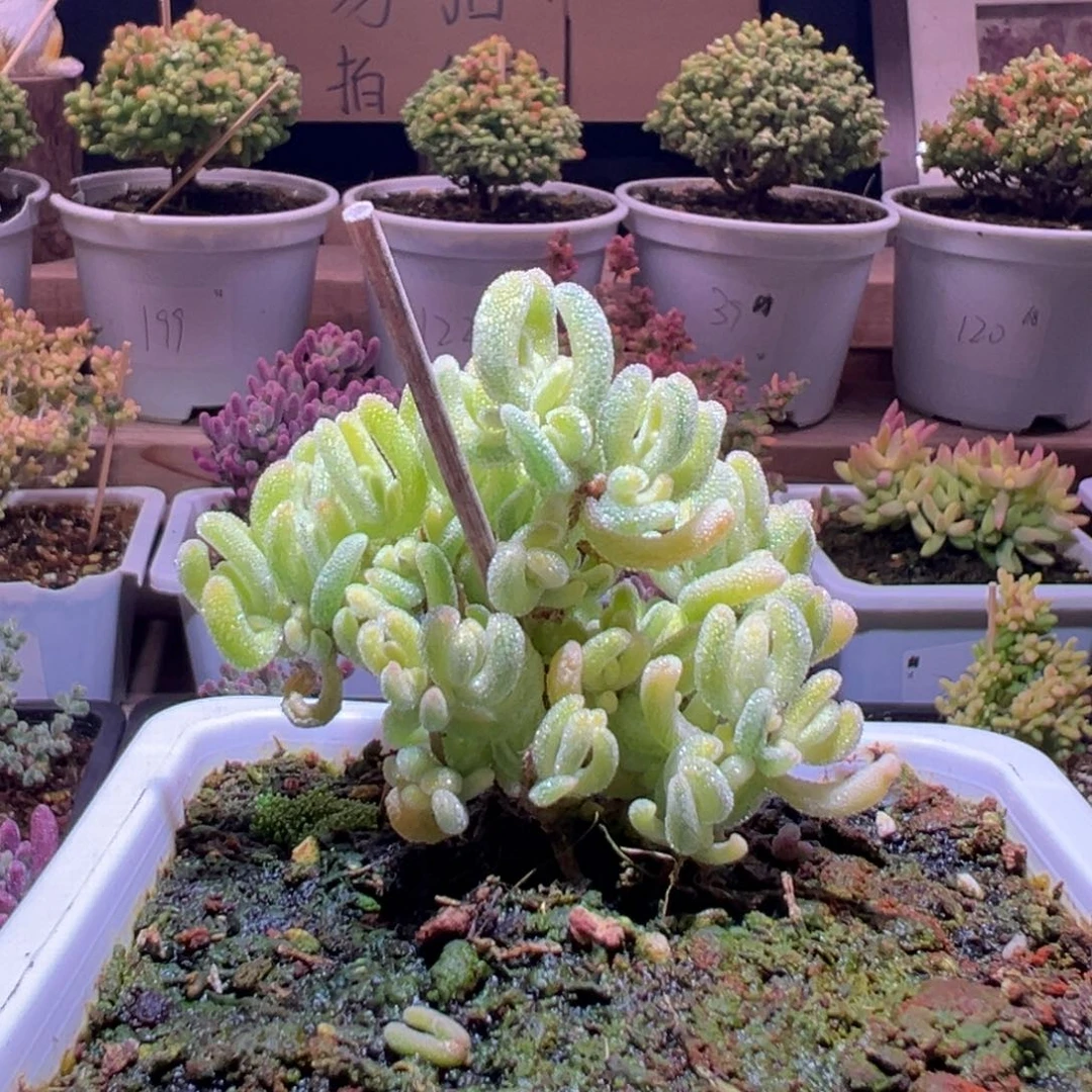 116钻石黄一物一拍包开箱