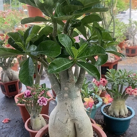 【闪购商品】无花朵彭**达绿植