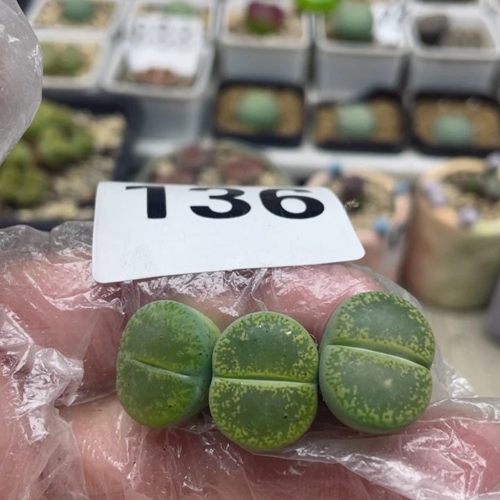 蓝**壳136绿宝石两颗l l l l