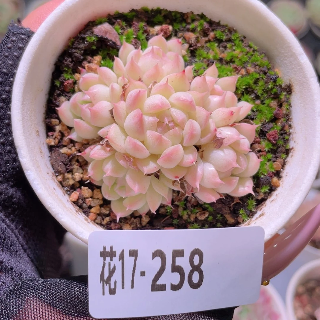 花利美17-258海王