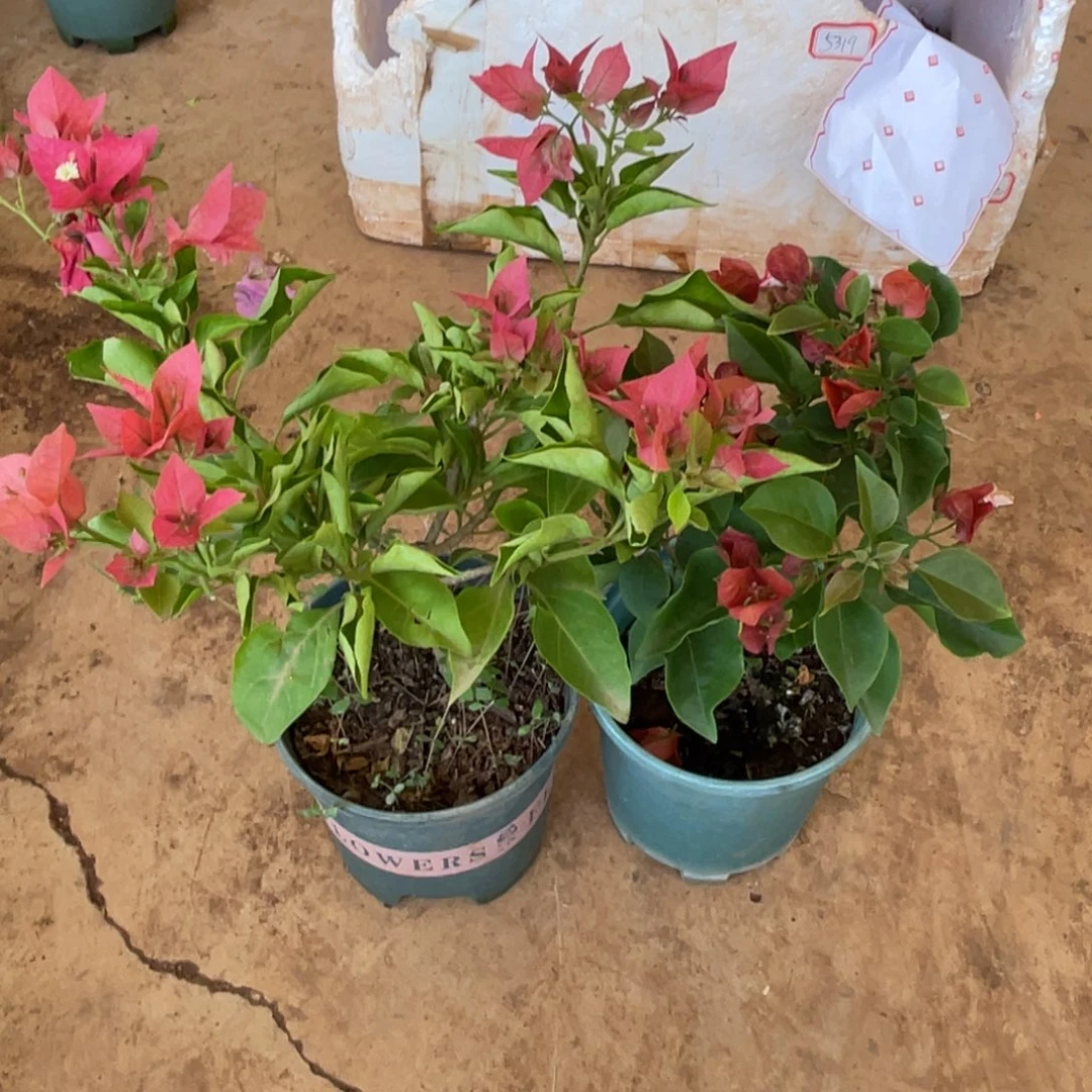 幽***兰当前无花栽培后可以开花7-1530