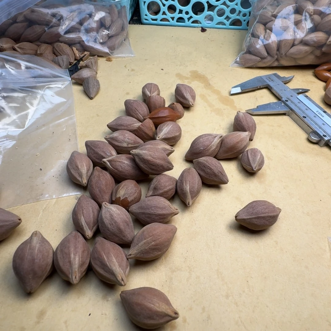 天***t橄榄核手串/手链1