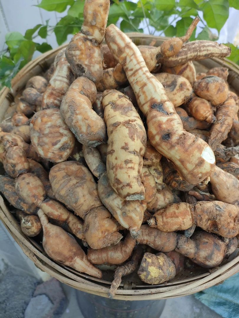 贵州苗岭 野生隔山消 白首乌 隔山撬