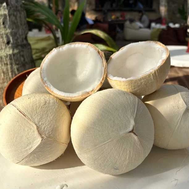 【杯美椰椰海南直发】海南鲜奶椰/椰皇/奶椰/椰青 海南新鲜椰子孕妈