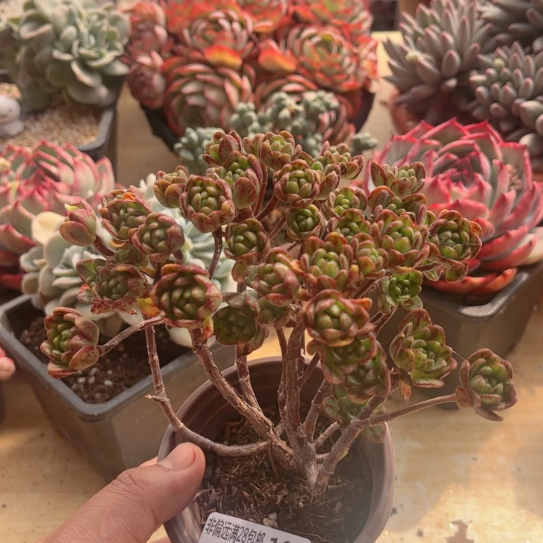 【闪购商品】108小狐狸